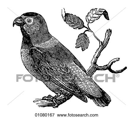 Flora & Fauna - line art - a 19th century engraving Animal - mammal - the class Aves Bird Sapphire Crowned Paroquet (Parrot) View Large Illustration Stock Illustration - Flora & Fauna - line art - a 19th century engraving Animal - mammal - the class Aves Bird Sapphire Crowned Paroquet (Parrot). Fotosearch