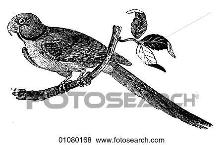 Stock Illustration - Flora & Fauna - line art - a 19th century engraving Animal - mammal - the class Aves Bird Ring Paroquet (Parrot). Fotosearch