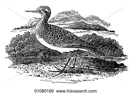 Flora & Fauna - line art - a 19th century engraving Animal - mammal - the class Aves Bird Spotted Sand-piper View Large Illustration Stock Illustration - Flora & Fauna - line art - a 19th century engraving Animal - mammal - the class Aves Bird Spotted Sand-piper. Fotosearch