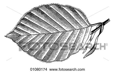 Stock Illustration - Flora & Fauna - line art - a 19th century engraving Plant Leaf. Fotosearch