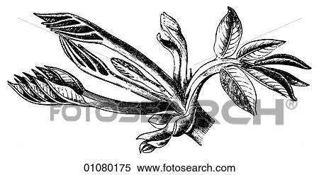 Flora & Fauna - line art - a 19th century engraving Plant Flower View Large Illustration Stock Illustration - Flora & Fauna - line art - a 19th century engraving Plant Flower. Fotosearch
