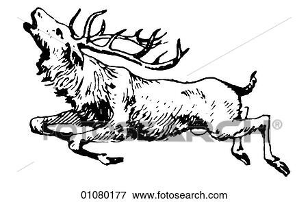 Flora & Fauna - line art - a 19th century engraving Animal View Large Illustration Stock Illustration - Flora & Fauna - line art - a 19th century engraving Animal. Fotosearch