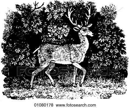 Flora & Fauna - line art - a 19th century engraving Animal Stag View Large Illustration Stock Illustration - Flora & Fauna - line art - a 19th century engraving Animal Stag. Fotosearch