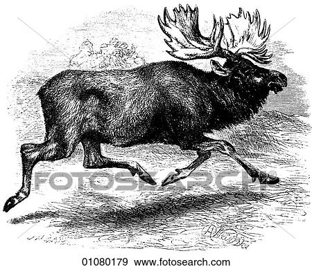 Stock Illustration - Flora & Fauna - line art - a 19th century engraving Animal Moose. Fotosearch