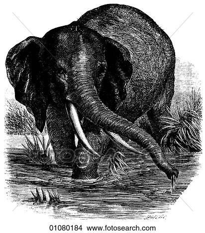 Stock Illustration - Flora & Fauna - line art - a 19th century engraving Animal African Elephant. Fotosearch
