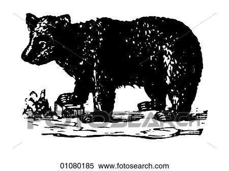 Flora & Fauna - line art - a 19th century engraving Animal Bear View Large Illustration Stock Illustration - Flora & Fauna - line art - a 19th century engraving Animal Bear. Fotosearch