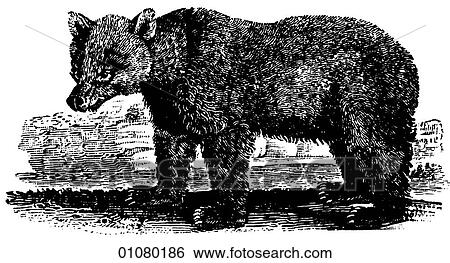Flora & Fauna - line art - a 19th century engraving Animal Bear View Large Illustration Stock Illustration - Flora & Fauna - line art - a 19th century engraving Animal Bear. Fotosearch