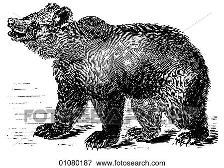Flora & Fauna - line art - a 19th century engraving Animal Bear View Large Illustration Stock Illustration - Flora & Fauna - line art - a 19th century engraving Animal Bear. Fotosearch
