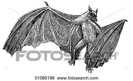Flora & Fauna - line art - a 19th century engraving Animal - mammal Bat There are 900 species of this nocturnal, flying mammal. All exhibit a highly accurate acoustic location-finding system which allows them to fly in total darkness. Bats appear in myt View Large Illustration Stock Illustration - Flora & Fauna - line art - a 19th century engraving Animal - mammal Bat There are 900 species of this nocturnal, flying mammal. All exhibit a highly accurate acoustic location-finding system which allows them to fly in total darkness. Bats appear in myt. Fotosearch