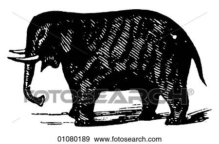 Flora & Fauna - line art - a 19th century engraving Animal Elephant View Large Illustration Stock Illustration - Flora & Fauna - line art - a 19th century engraving Animal Elephant. Fotosearch