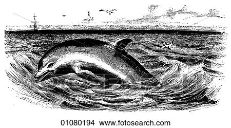 Flora & Fauna - line art - a 19th century engraving Animal - mammal - the order cetacea Dolphin Dolphins are actually small, streamlined whales. They appear in the writings of Aristotle, Aesop, Herodotus, and Pliny wherein they began to gain their now m View Large Illustration Stock Illustration - Flora & Fauna - line art - a 19th century engraving Animal - mammal - the order cetacea Dolphin Dolphins are actually small, streamlined whales. They appear in the writings of Aristotle, Aesop, Herodotus, and Pliny wherein they began to gain their now m. Fotosearch