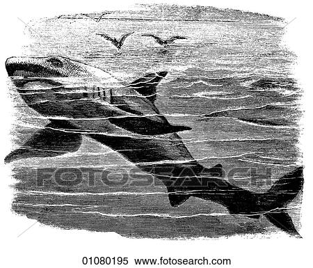 Flora & Fauna - line art - a 19th century engraving Animal - Fish Shark View Large Illustration Stock Illustration - Flora & Fauna - line art - a 19th century engraving Animal - Fish Shark. Fotosearch