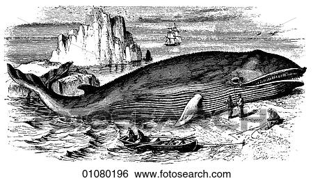 Stock Illustration - Flora & Fauna - line art - a 19th century engraving Animal - mammal - the order cetacea--Blue Whale - The largest living mammal. It can grow up to 100 ft. (30m) long and weigh up to 145 tons (135 tonnes). Whales have been hunted for their meat, bone, o. Fotosearch