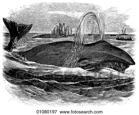 Flora & Fauna - line art - a 19th century engraving Animal - mammal - the order cetacea Humpback Whale Whales have been hunted for their meat, bone, oil, blubber and other products of commercial value. North American and Arctic indigenous peoples hunted View Large Illustration Stock Illustration - Flora & Fauna - line art - a 19th century engraving Animal - mammal - the order cetacea Humpback Whale Whales have been hunted for their meat, bone, oil, blubber and other products of commercial value. North American and Arctic indigenous peoples hunted. Fotosearch