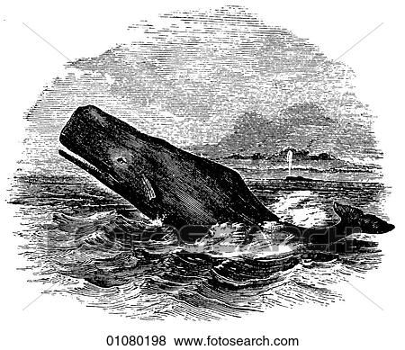 Flora & Fauna - line art - a 19th century engraving Animal - mammal - the order cetacea Sperm Whale - It was a mythical white version of this animal in Herman Melville`s (1819-1891) novel "Moby Dick" Whales have been hunted for their meat, bone, oil, View Large Illustration Stock Illustration - Flora & Fauna - line art - a 19th century engraving Animal - mammal - the order cetacea Sperm Whale - It was a mythical white version of this animal in Herman Melville`s (1819-1891) novel "Moby Dick" Whales have been hunted for their meat, bone, oil,. Fotosearch