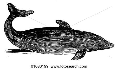 Flora & Fauna - line art - a 19th century engraving Animal - mammal - the order cetacea Dolphin Dolphins are actually small, streamlined whales. They appear in the writings of Aristotle, Aesop, Herodotus, and Pliny wherein they began to gain their now m View Large Illustration Stock Illustration - Flora & Fauna - line art - a 19th century engraving Animal - mammal - the order cetacea Dolphin Dolphins are actually small, streamlined whales. They appear in the writings of Aristotle, Aesop, Herodotus, and Pliny wherein they began to gain their now m. Fotosearch