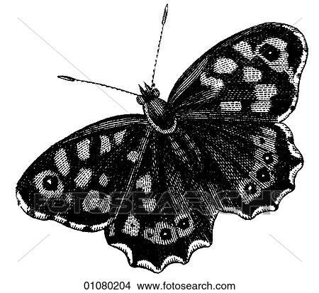 Flora & Fauna - line art - a 19th century engraving Animal - Insect Butterfly There are several thousand species of butterfly in the subfamily known as Papilionoidea. Together with moths they constitute the insect order known as Lepidoptera. They are f View Large Illustration Stock Illustration - Flora & Fauna - line art - a 19th century engraving Animal - Insect Butterfly There are several thousand species of butterfly in the subfamily known as Papilionoidea. Together with moths they constitute the insect order known as Lepidoptera. They are f. Fotosearch