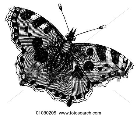 Flora & Fauna - line art - a 19th century engraving Animal - Insect Butterfly There are several thousand species of butterfly in the subfamily known as Papilionoidea. Together with moths they constitute the insect order known as Lepidoptera. They are f View Large Illustration Stock Illustration - Flora & Fauna - line art - a 19th century engraving Animal - Insect Butterfly There are several thousand species of butterfly in the subfamily known as Papilionoidea. Together with moths they constitute the insect order known as Lepidoptera. They are f. Fotosearch