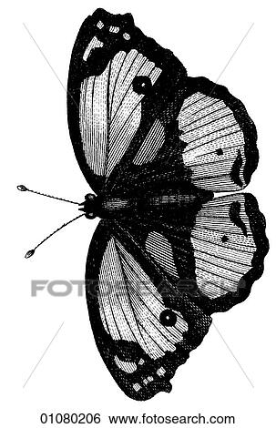 Flora & Fauna - line art - a 19th century engraving Animal - Insect Butterfly There are several thousand species of butterfly in the subfamily known as Papilionoidea. Together with moths they constitute the insect order known as Lepidoptera. They are f View Large Illustration Stock Illustration - Flora & Fauna - line art - a 19th century engraving Animal - Insect Butterfly There are several thousand species of butterfly in the subfamily known as Papilionoidea. Together with moths they constitute the insect order known as Lepidoptera. They are f. Fotosearch