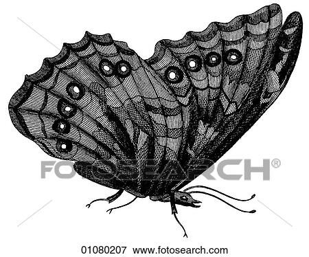 Flora & Fauna - line art - a 19th century engraving Animal - Insect Butterfly There are several thousand species of butterfly in the subfamily known as Papilionoidea. Together with moths they constitute the insect order known as Lepidoptera. They are f View Large Illustration Stock Illustration - Flora & Fauna - line art - a 19th century engraving Animal - Insect Butterfly There are several thousand species of butterfly in the subfamily known as Papilionoidea. Together with moths they constitute the insect order known as Lepidoptera. They are f. Fotosearch
