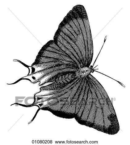 Stock Illustration - Flora & Fauna - line art - a 19th century engraving Animal - Insect Butterfly There are several thousand species of butterfly in the subfamily known as Papilionoidea. Together with moths they constitute the insect order known as Lepidoptera. They are f. Fotosearch