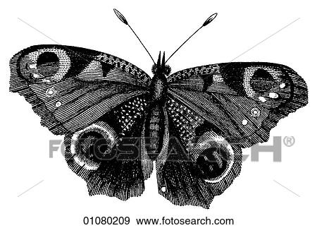 Flora & Fauna - line art - a 19th century engraving Animal - Insect Butterfly There are several thousand species of butterfly in the subfamily known as Papilionoidea. Together with moths they constitute the insect order known as Lepidoptera. They are f View Large Illustration Stock Illustration - Flora & Fauna - line art - a 19th century engraving Animal - Insect Butterfly There are several thousand species of butterfly in the subfamily known as Papilionoidea. Together with moths they constitute the insect order known as Lepidoptera. They are f. Fotosearch