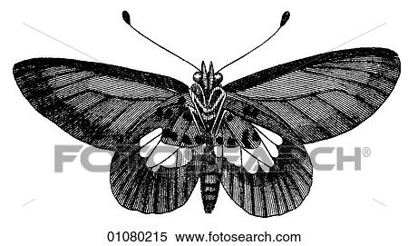 Flora & Fauna - line art - a 19th century engraving Animal - Insect Butterfly There are several thousand species of butterfly in the subfamily known as Papilionoidea. Together with moths they constitute the insect order known as Lepidoptera. They are f View Large Illustration Stock Illustration - Flora & Fauna - line art - a 19th century engraving Animal - Insect Butterfly There are several thousand species of butterfly in the subfamily known as Papilionoidea. Together with moths they constitute the insect order known as Lepidoptera. They are f. Fotosearch