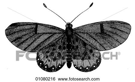 Flora & Fauna - line art - a 19th century engraving Animal - Insect Butterfly There are several thousand species of butterfly in the subfamily known as Papilionoidea. Together with moths they constitute the insect order known as Lepidoptera. They are f View Large Illustration Stock Illustration - Flora & Fauna - line art - a 19th century engraving Animal - Insect Butterfly There are several thousand species of butterfly in the subfamily known as Papilionoidea. Together with moths they constitute the insect order known as Lepidoptera. They are f. Fotosearch