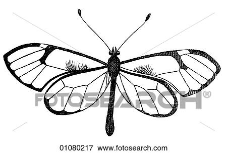 Flora & Fauna - line art - a 19th century engraving Animal - Insect Butterfly There are several thousand species of butterfly in the subfamily known as Papilionoidea. Together with moths they constitute the insect order known as Lepidoptera. They are f View Large Illustration Stock Illustration - Flora & Fauna - line art - a 19th century engraving Animal - Insect Butterfly There are several thousand species of butterfly in the subfamily known as Papilionoidea. Together with moths they constitute the insect order known as Lepidoptera. They are f. Fotosearch