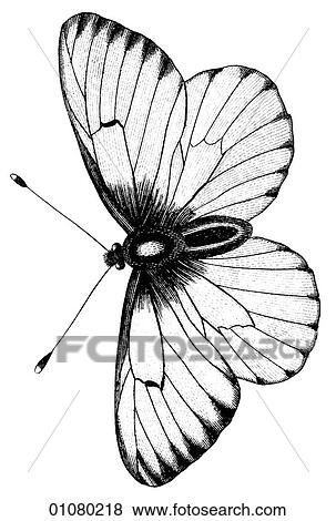 Flora & Fauna - line art - a 19th century engraving Animal - Insect Butterfly There are several thousand species of butterfly in the subfamily known as Papilionoidea. Together with moths they constitute the insect order known as Lepidoptera. They are f View Large Illustration Stock Illustration - Flora & Fauna - line art - a 19th century engraving Animal - Insect Butterfly There are several thousand species of butterfly in the subfamily known as Papilionoidea. Together with moths they constitute the insect order known as Lepidoptera. They are f. Fotosearch