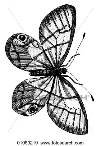 Flora & Fauna - line art - a 19th century engraving Animal - Insect Butterfly There are several thousand species of butterfly in the subfamily known as Papilionoidea. Together with moths they constitute the insect order known as Lepidoptera. They are f View Large Illustration Stock Illustration - Flora & Fauna - line art - a 19th century engraving Animal - Insect Butterfly There are several thousand species of butterfly in the subfamily known as Papilionoidea. Together with moths they constitute the insect order known as Lepidoptera. They are f. Fotosearch