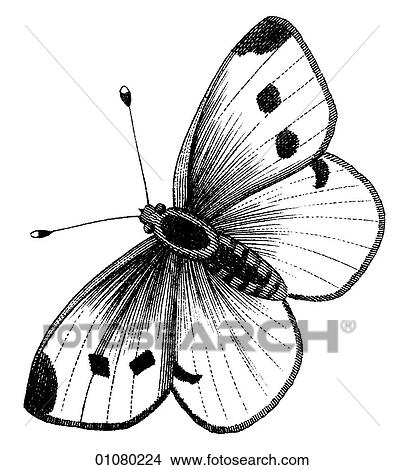 Stock Illustration - Flora & Fauna - line art - a 19th century engraving Animal - Insect Butterfly There are several thousand species of butterfly in the subfamily known as Papilionoidea. Together with moths they constitute the insect order known as Lepidoptera. They are f. Fotosearch