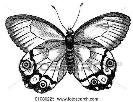 Flora & Fauna - line art - a 19th century engraving Animal - Insect Butterfly There are several thousand species of butterfly in the subfamily known as Papilionoidea. Together with moths they constitute the insect order known as Lepidoptera. They are f View Large Illustration Stock Illustration - Flora & Fauna - line art - a 19th century engraving Animal - Insect Butterfly There are several thousand species of butterfly in the subfamily known as Papilionoidea. Together with moths they constitute the insect order known as Lepidoptera. They are f. Fotosearch
