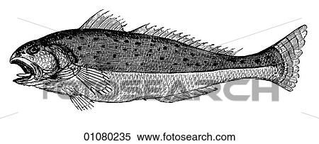 Flora & Fauna - line art - a 19th century engraving Animal Fish View Large Illustration Stock Illustration - Flora & Fauna - line art - a 19th century engraving Animal Fish. Fotosearch