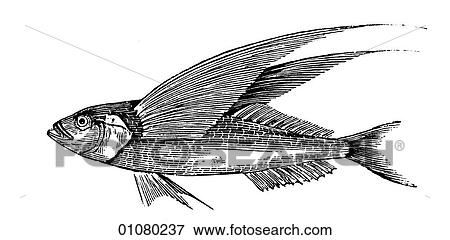 Flora & Fauna - line art - a 19th century engraving Animal Fish Flying-fish View Large Illustration Stock Illustration - Flora & Fauna - line art - a 19th century engraving Animal Fish Flying-fish. Fotosearch