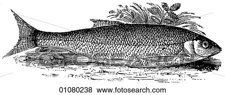 Flora & Fauna - line art - a 19th century engraving Animal Fish View Large Illustration Stock Illustration - Flora & Fauna - line art - a 19th century engraving Animal Fish. Fotosearch