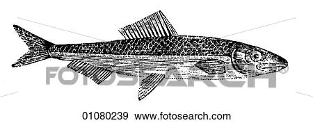 Flora & Fauna - line art - a 19th century engraving Animal Fish View Large Illustration Stock Illustration - Flora & Fauna - line art - a 19th century engraving Animal Fish. Fotosearch