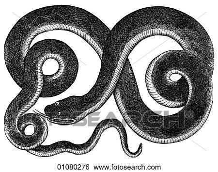 Flora & Fauna - line art - a 19th century engraving Animal - Snake Boa Constrictor The mythology and legend aside, boas are not harmful to humans. They kill their prey by biting and then constricting. View Large Illustration Stock Illustration - Flora & Fauna - line art - a 19th century engraving Animal - Snake Boa Constrictor The mythology and legend aside, boas are not harmful to humans. They kill their prey by biting and then constricting.. Fotosearch