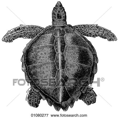 Flora & Fauna - line art - a 19th century engraving Animal Amphibian Loggerhead Turtle A member of the sea turtle family. View Large Illustration Stock Illustration - Flora & Fauna - line art - a 19th century engraving Animal Amphibian Loggerhead Turtle A member of the sea turtle family.. Fotosearch