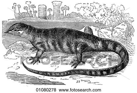Stock Illustration - Flora & Fauna - line art - a 19th century engraving Animal - Reptile Monitor Lizard A tropical and subtropical lizard family, the largest of which is the Komodo Dragon, the world`s largest reptile.. Fotosearch
