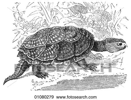 Flora & Fauna - line art - a 19th century engraving Animal Reptile Snapping Turtle They are noted for their large size and aggressive nature. View Large Illustration Stock Illustration - Flora & Fauna - line art - a 19th century engraving Animal Reptile Snapping Turtle They are noted for their large size and aggressive nature.. Fotosearch