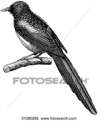 Flora & Fauna - line art - a 19th century engraving Animal - mammal - the class Aves Bird Magpie The magpie has a legendary reputation as a thief of precious things. View Large Illustration Stock Illustration - Flora & Fauna - line art - a 19th century engraving Animal - mammal - the class Aves Bird Magpie The magpie has a legendary reputation as a thief of precious things.. Fotosearch