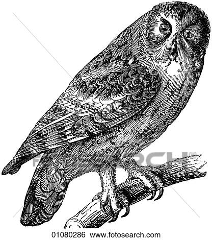 Stock Illustration - Flora & Fauna - line art - a 19th century engraving Animal - mammal - the class Aves Bird Tawny Owl A nocturnal bird of prey primarily found in Europe, Asia and Africa.. Fotosearch