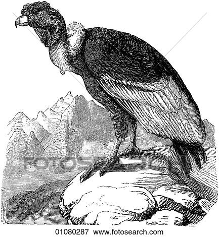 Flora & Fauna - line art - a 19th century engraving Animal - mammal - the class Aves Bird Condor Their are two species of Condor, the California and Andean with the latter being slightly larger. These almost mythical birds of prey can have wing spans of View Large Illustration Stock Illustration - Flora & Fauna - line art - a 19th century engraving Animal - mammal - the class Aves Bird Condor Their are two species of Condor, the California and Andean with the latter being slightly larger. These almost mythical birds of prey can have wing spans of. Fotosearch