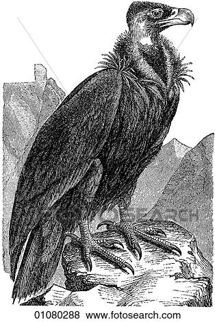 Flora & Fauna - line art - a 19th century engraving Animal - mammal - the class Aves Bird Cinereous or Black Vulture This is one of the heaviest flying birds. Its wingspan can be as much as 9 feet. It can be found in southern Europe, the central steppes View Large Illustration Stock Illustration - Flora & Fauna - line art - a 19th century engraving Animal - mammal - the class Aves Bird Cinereous or Black Vulture This is one of the heaviest flying birds. Its wingspan can be as much as 9 feet. It can be found in southern Europe, the central steppes. Fotosearch