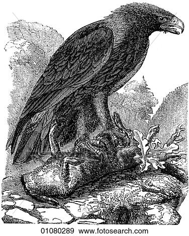 Stock Illustration - Flora & Fauna - line art - a 19th century engraving Animal - mammal - the class Aves Bird Golden Eagle This bird of prey from the same family as the vulture (Accipitridae) mates for life and use the same nest each year. The eagle is an ancient Roman sym. Fotosearch