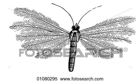Flora & Fauna - line art - a 19th century engraving Animal - Insect Moth All moths are in the order Lepidoptera and there are more than 40, 000 different kinds. The purpose of the patterned wing surface is camouflage against sight predators. View Large Illustration Stock Illustration - Flora & Fauna - line art - a 19th century engraving Animal - Insect Moth All moths are in the order Lepidoptera and there are more than 40, 000 different kinds. The purpose of the patterned wing surface is camouflage against sight predators.. Fotosearch