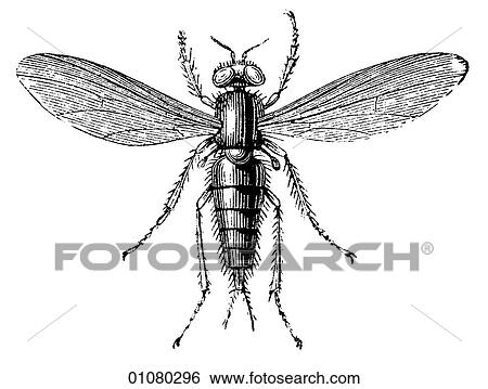 Flora & Fauna - line art - a 19th century engraving Animal Insect Volucella View Large Illustration Stock Illustration - Flora & Fauna - line art - a 19th century engraving Animal Insect Volucella. Fotosearch