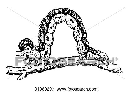 Flora & Fauna - line art - a 19th century engraving Animal Insect Winter-moth caterpillar. View Large Illustration Stock Illustration - Flora & Fauna - line art - a 19th century engraving Animal Insect Winter-moth caterpillar.. Fotosearch