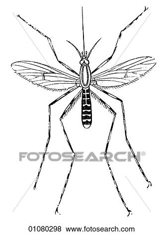 Flora & Fauna - line art - a 19th century engraving Animal Insect Ringed gnat View Large Illustration Stock Illustration - Flora & Fauna - line art - a 19th century engraving Animal Insect Ringed gnat. Fotosearch